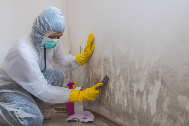 Why You Should Choose Our Mold Remediation Services in Colbert, OK