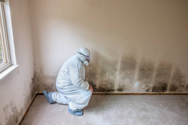 Best Comprehensive Air Testing for Mold Contaminants  in Colbert, OK